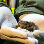 article image - Poland Frog Odyssey